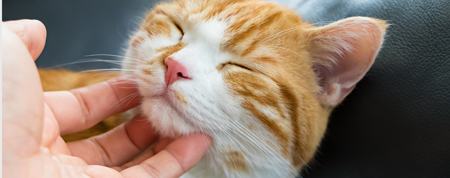 はじめての方へ